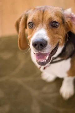 Cute Beagle Dog Stock Photos
