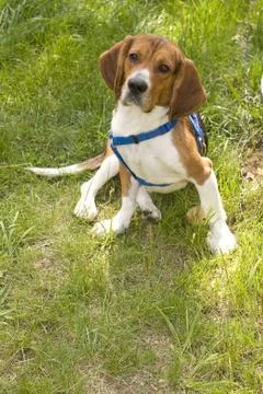 Cute Beagle Dog Stock Photos