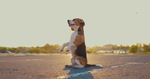 Cute beagle dog poses for the camera outdoors at sunset Stock Footage 198574867