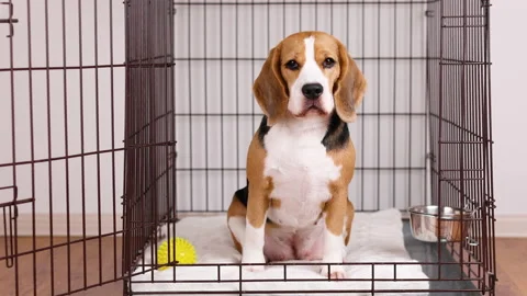 Cute beagle dog sitting in an open cage in the apartment. Stock Footage 233894471