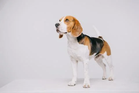 Cute beagle dog standing table Stock Photos