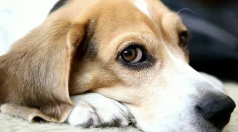 Cute beagle Stock Footage 21248401