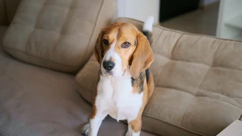 Cute beagle looking at the camera. Portrait Stock Footage 105843559