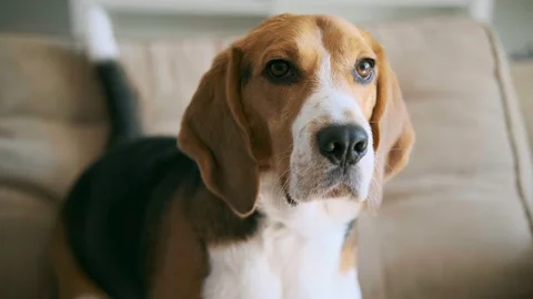 Cute beagle looking at the camera. Portrait Stock Footage 105843712