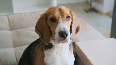 Cute beagle looking at the camera. Portrait Stock-Footage 105843757