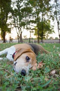 Cute beagle lying on the grass in the park Stock Photos
