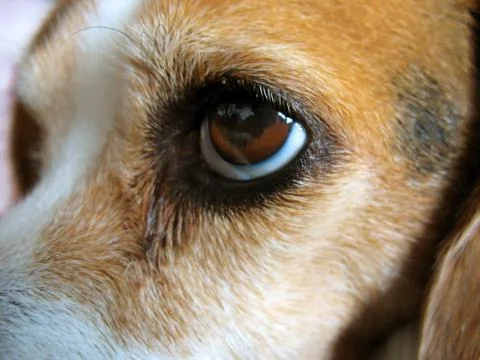 Cute Beagle - Macro Stock Photos