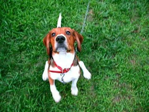 Cute beagle Stock Photos