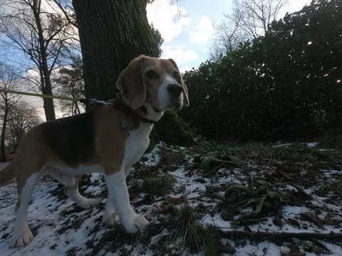 Cute beagle Stock Photos