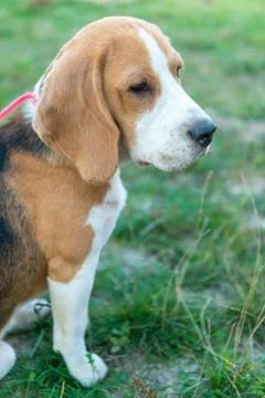 Cute beagle portrait 스톡 사진