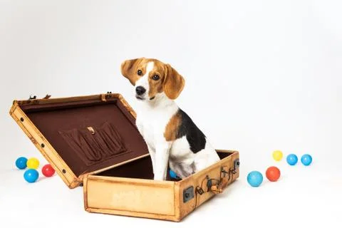 Cute beagle posing in a studio Stock Photos