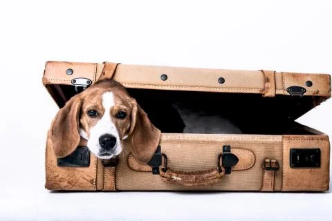 Cute beagle posing in a studio Stock Photos