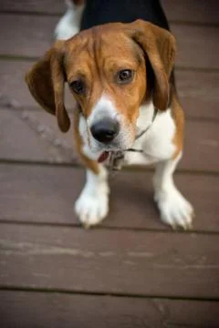 Cute Beagle Pup Stock Photos