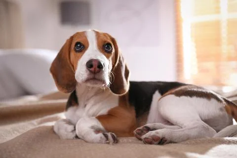 Cute Beagle puppy on bed at home. Adorable pet Stock Photos