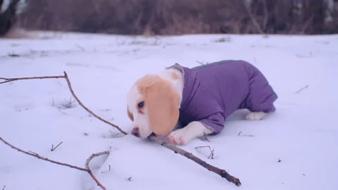 Cute beagle puppy in jacket plays with branch on the snow Stock Footage 169504942