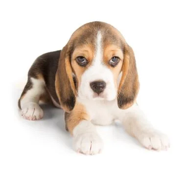 Cute beagle puppy Stock Photos