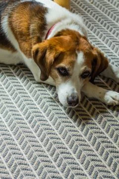 Cute beagle resting on the floor. Fotos Stock