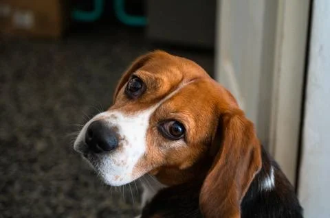 Cute beagle with a serious face looking at the camera. Portrait of lovely dog. Stock Photos