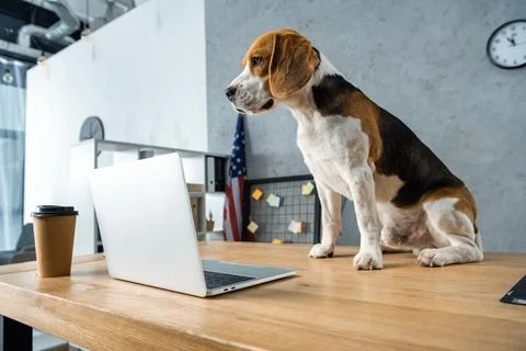 Cute beagle sitting table disposable Stock Photos