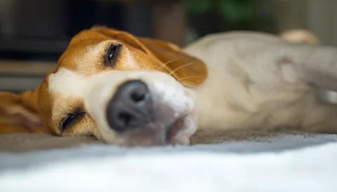 Cute Beagle sleeping on floor under coffee table at home. Adorable pet Stock Photos