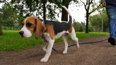Cute beagle walk at park path ahead owner, slow motion dolly shot Stock Footage 79860347