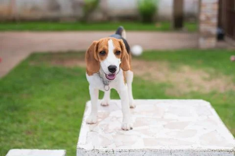 Cute beagle on white table Foto stock