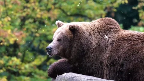 Cute Bear in Moss Under Autumn Trees and Falling Snow Stock Footage 330280880