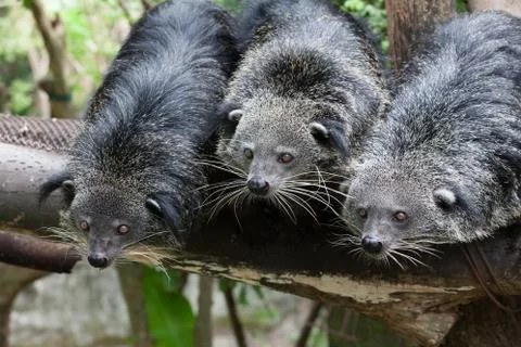 Cute bearcat on tree branch Stock Photos