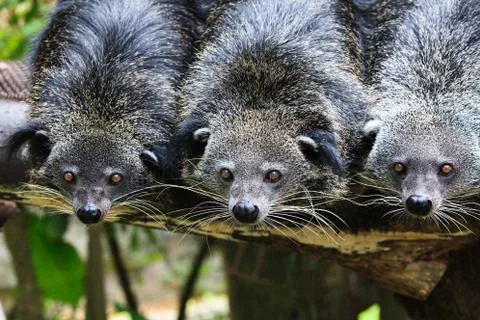 Cute bearcat on tree branch Stock Photos