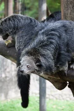 Cute bearcat on tree branch Stock Photos