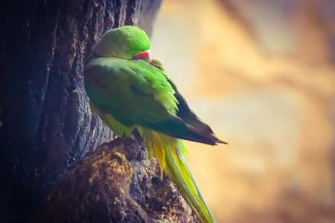 Cute Beautiful Parrot Bird Sleeping On The Tree Branch Foto stock
