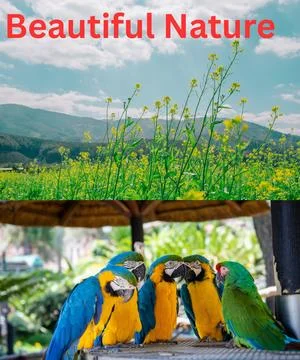 Cute Beautiful Parrots Stock Photos