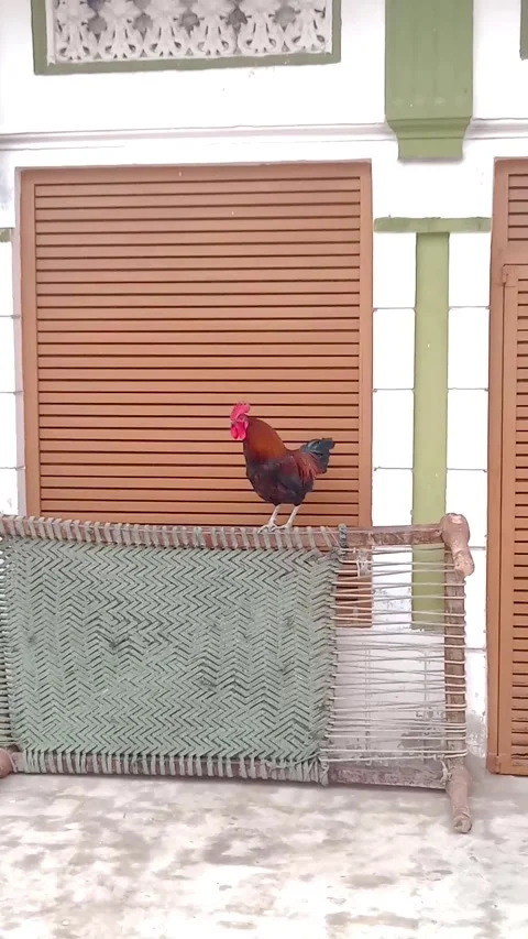 Cute Beautiful Rooster Stock Footage 323682782