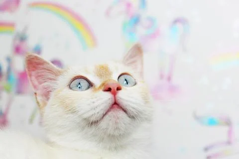 Cute beautiful white cat with blue eyes. fluffy white fur. red ears and tail Stock Photos
