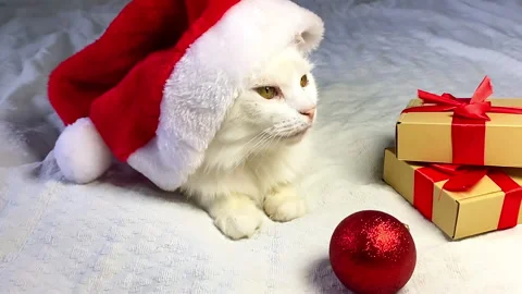 Cute beautiful white fluffy Angora cat wearing Christmas red Santa hat lying on Stock Footage 289955286