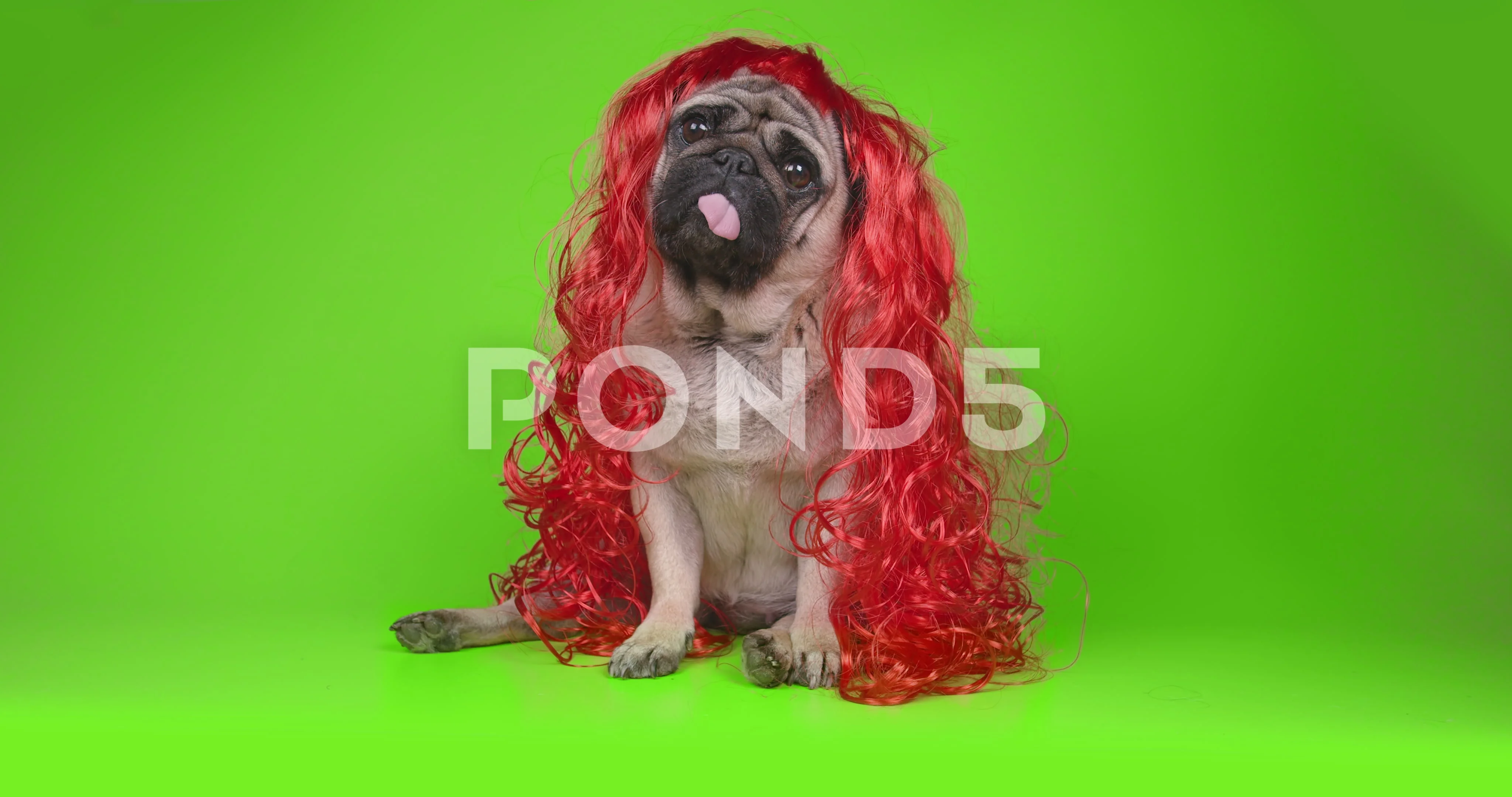 Dog with hotsell red wig