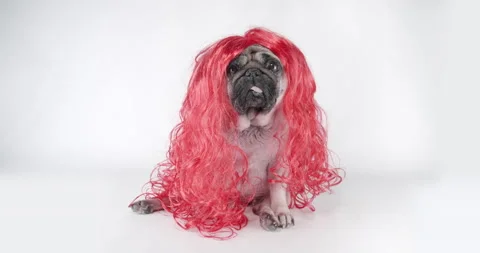 Cute beauty pug dog in red wig. Long hair like girl princess. Funny dog concept