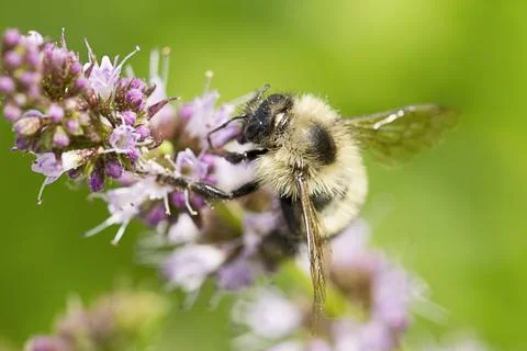 Cute bee on flower. Stock Photos