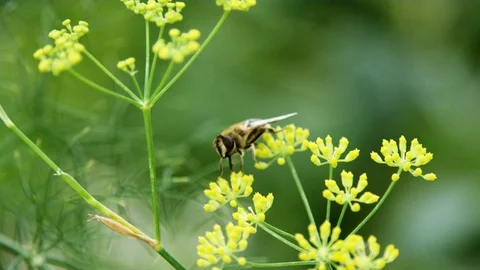 Cute Bee starting to fly, but struggling a bit Stock Footage 100907740