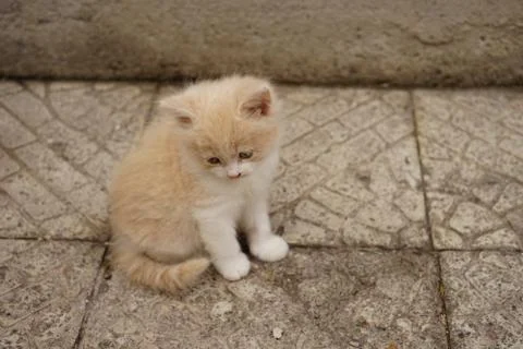 Cute bege fluffy kitten sitting on the stone road outdoors Stock Photos