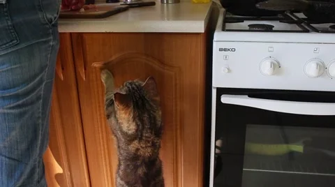 Cute Begging Cat In Kitchen Vídeo Stock 49019882