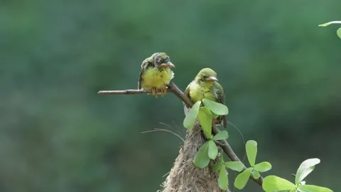 Cute behavior of 2 olive sunbird chicks Stock Footage 255402724