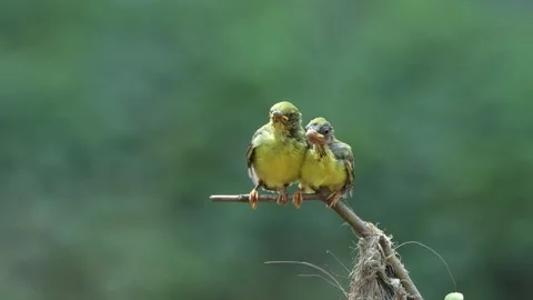 Cute behavior of 2 olive sunbird chicks Stock Footage 255402793