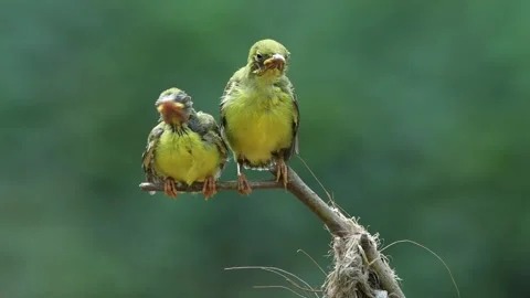Cute behavior of 2 olive sunbird chicks Stock Footage 255402804