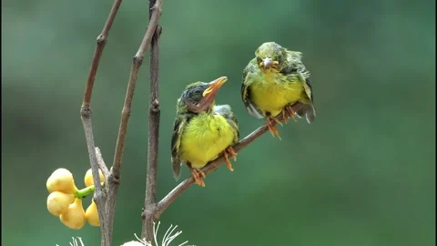 Cute behavior of 2 olive sunbird chicks Stock Footage 255402860