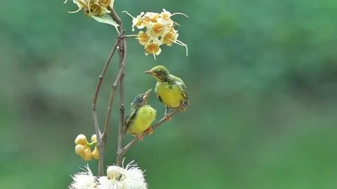 Cute behavior of 2 olive sunbird chicks Stock Footage 255402861