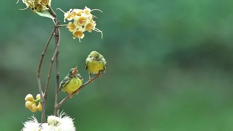Cute behavior of 2 olive sunbird chicks Stock Footage 255403030