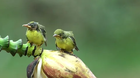 Cute behavior of 2 olive sunbird chicks Stock Footage 255403054