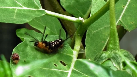 The cute behavior of a ladybug meeting a caterpillar Stock Footage 305189043