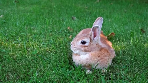 Cute beige Easter Bunny lying on lawn then stands licking itself washing its Stock Footage 338163632